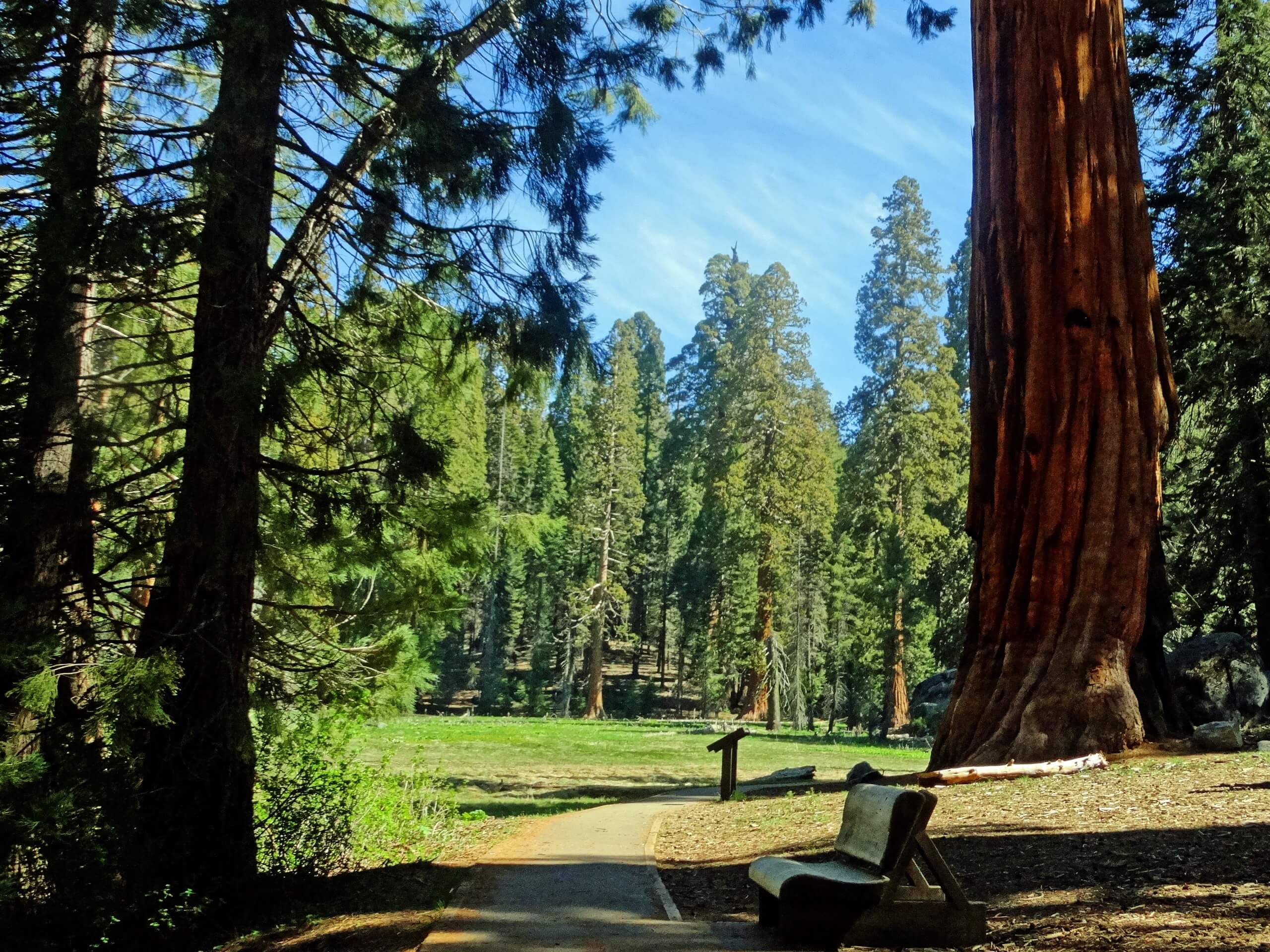 Big Trees Trail