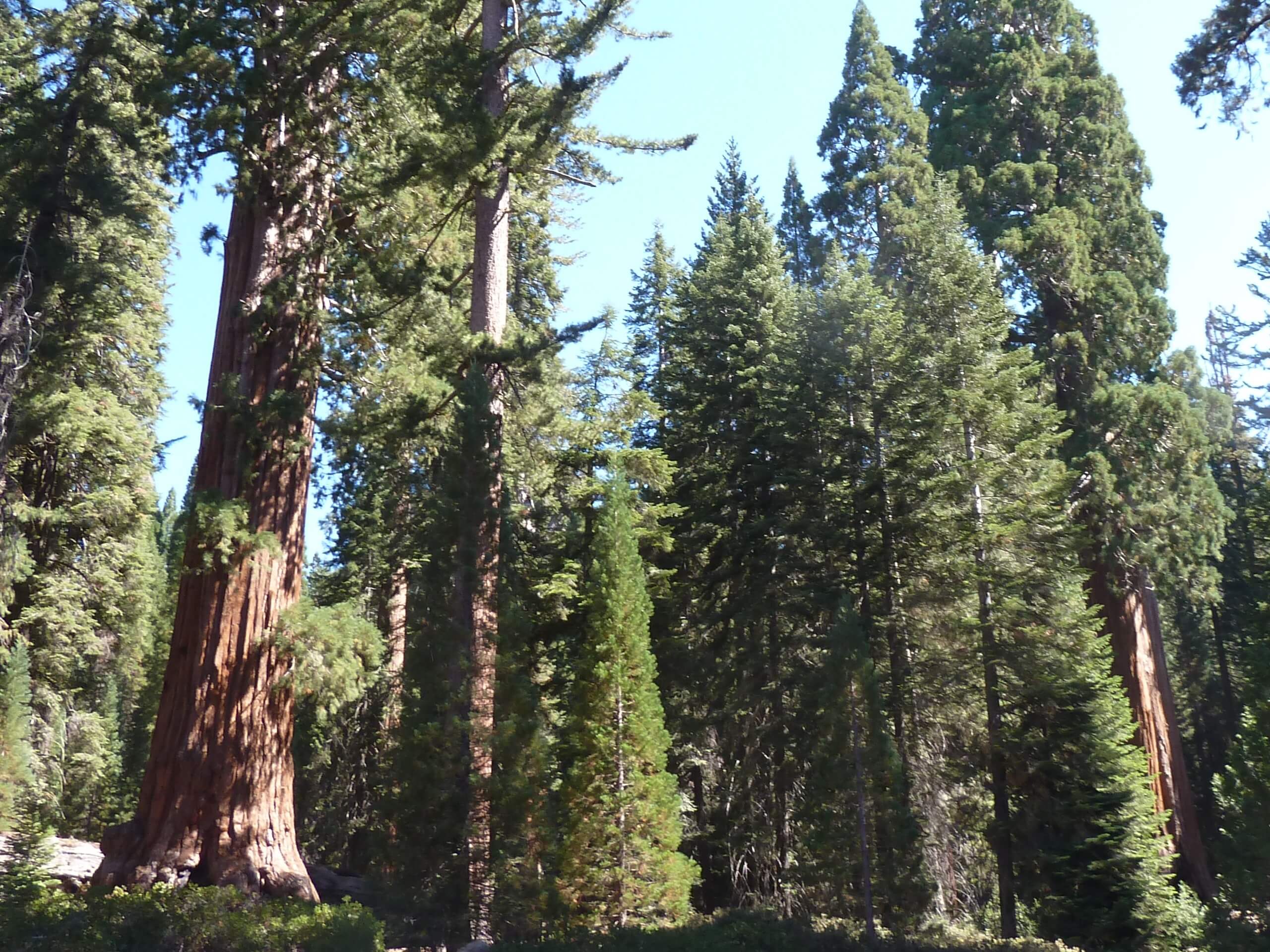 Dead Giant Loop Trail