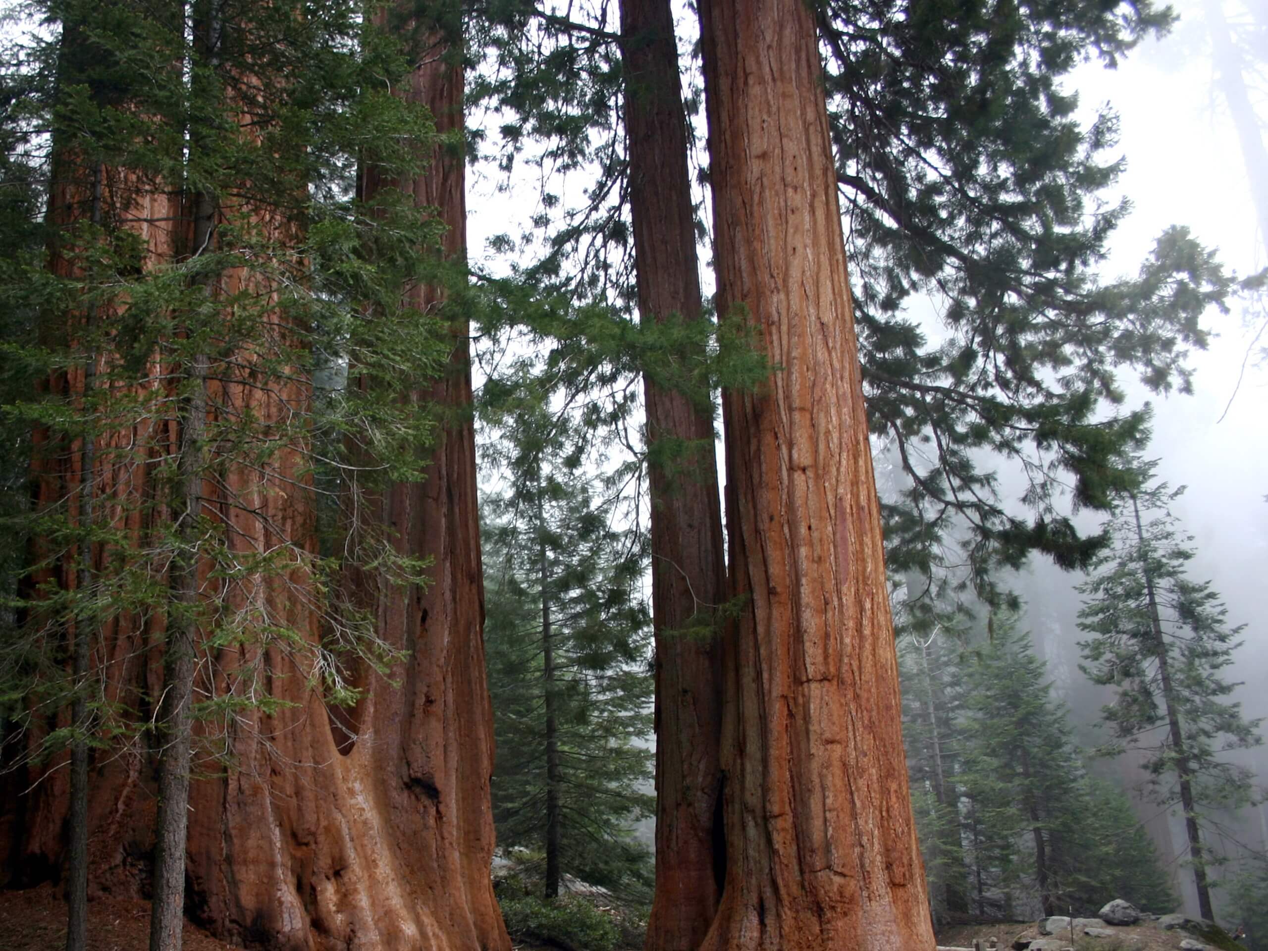 Lost Grove Trail