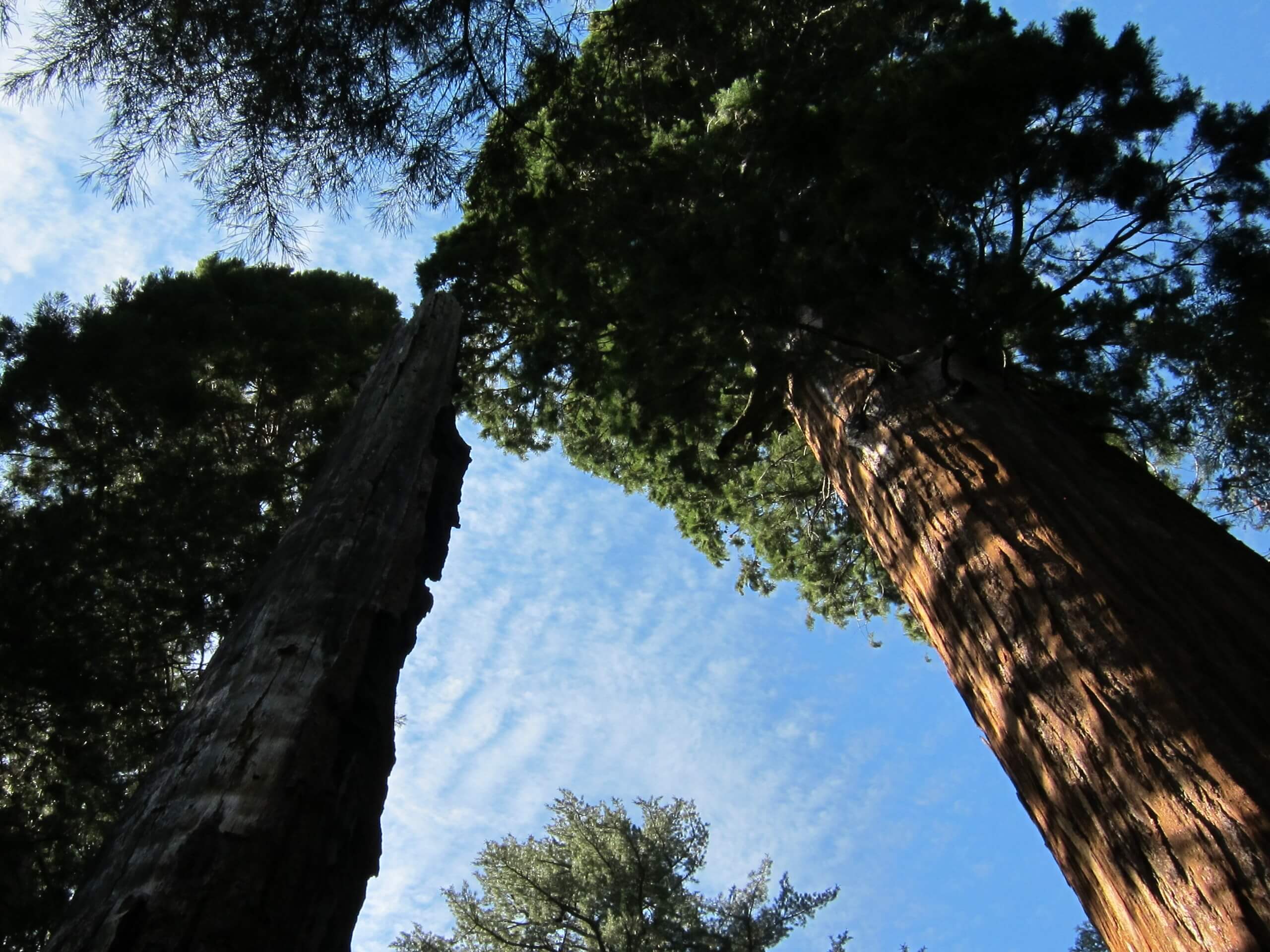 Redwood Canyon Loop Hike