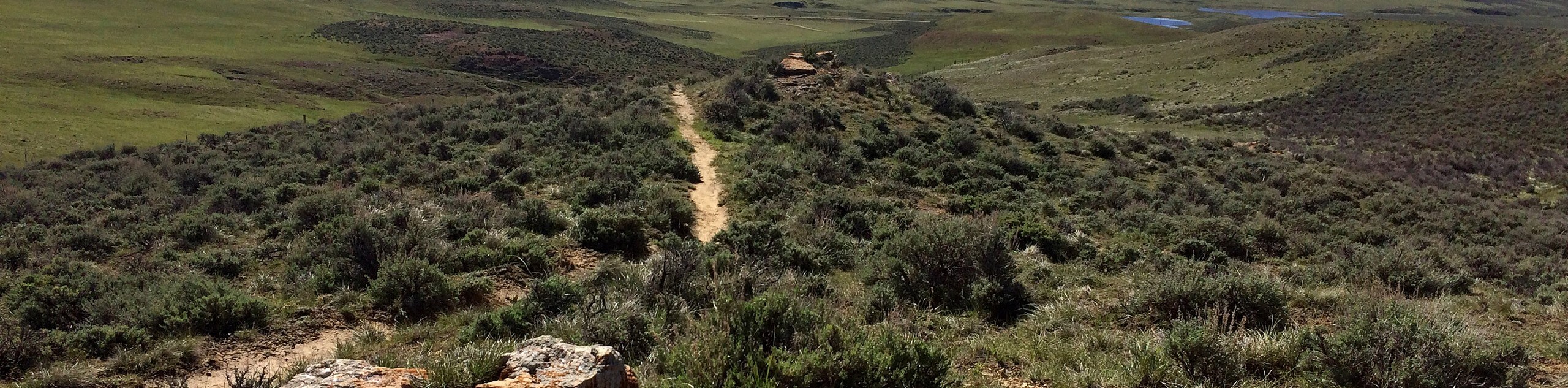 Petrified Tree Trail