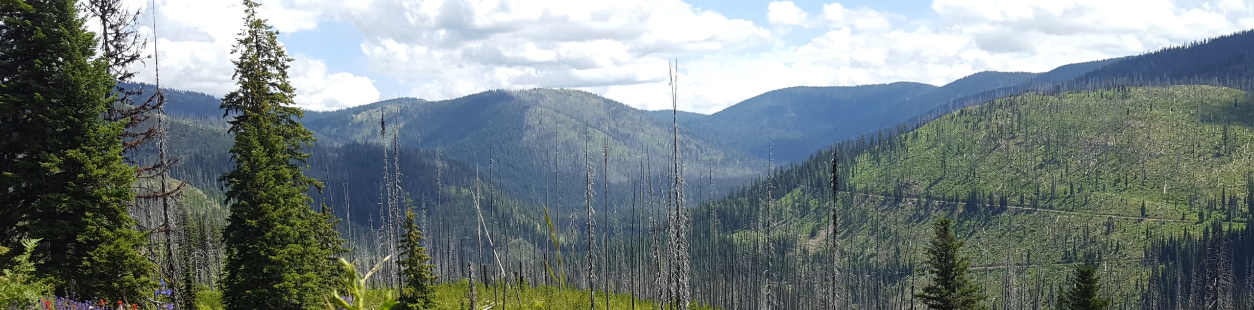 Nez Perce-Clearwater National Forests