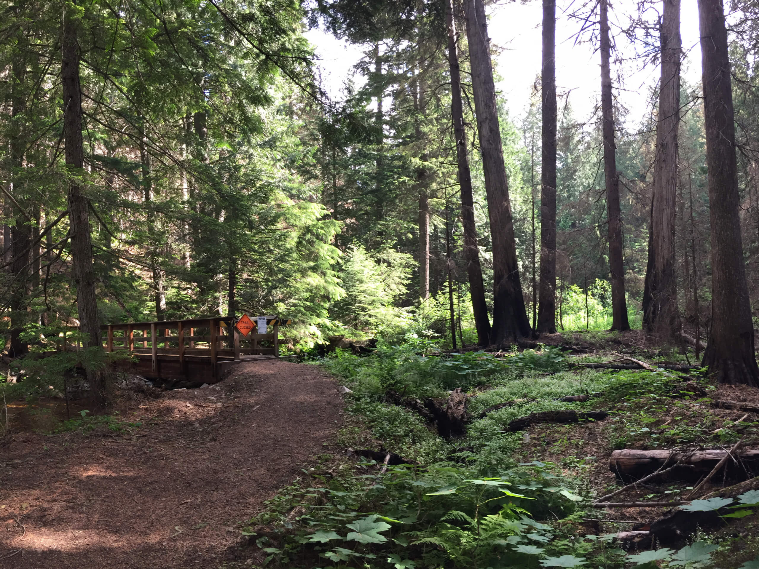 Settlers Grove of Ancient Cedars Trail