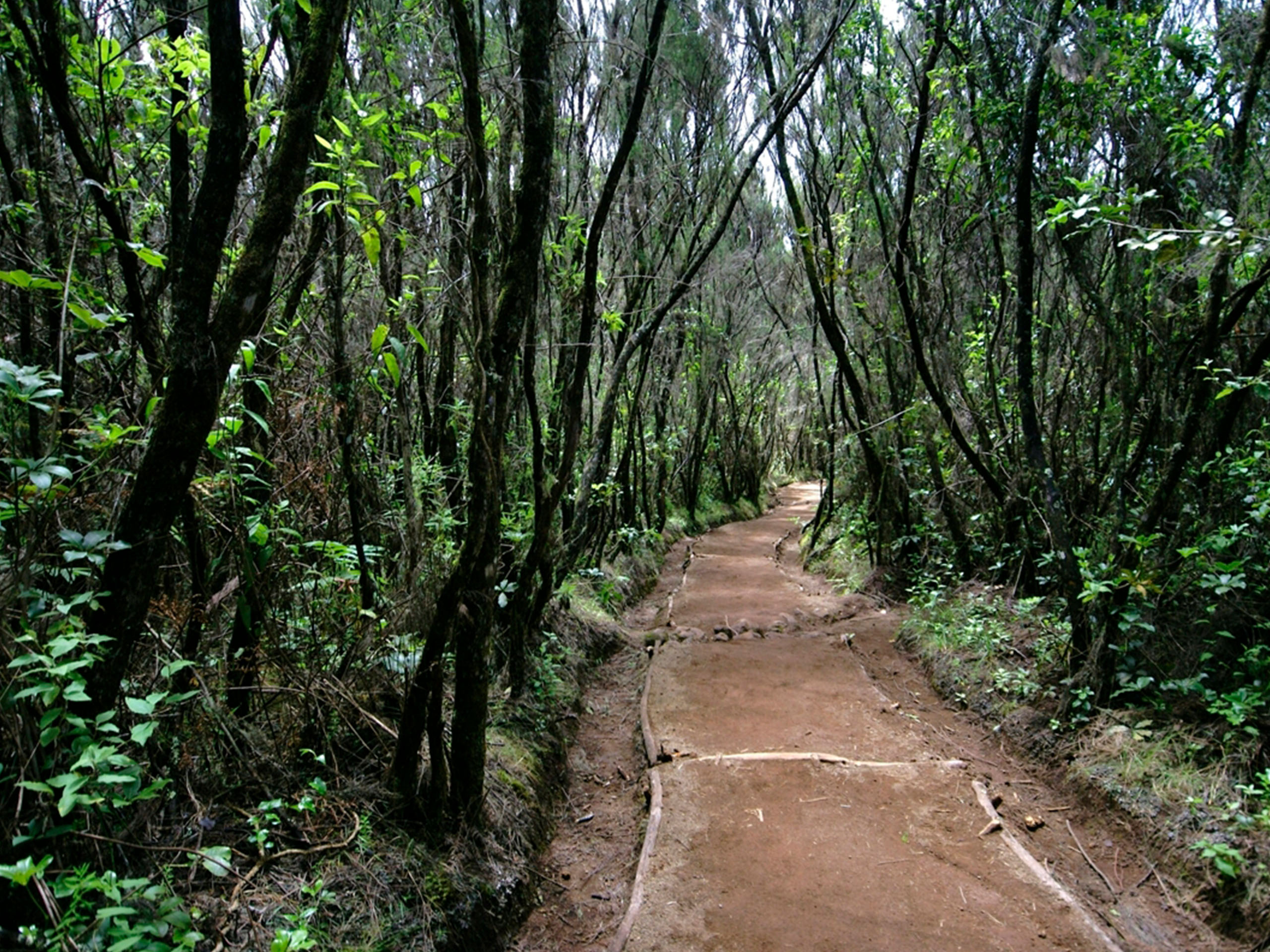 Day 1. Rainforest Trek and Maundi Crater