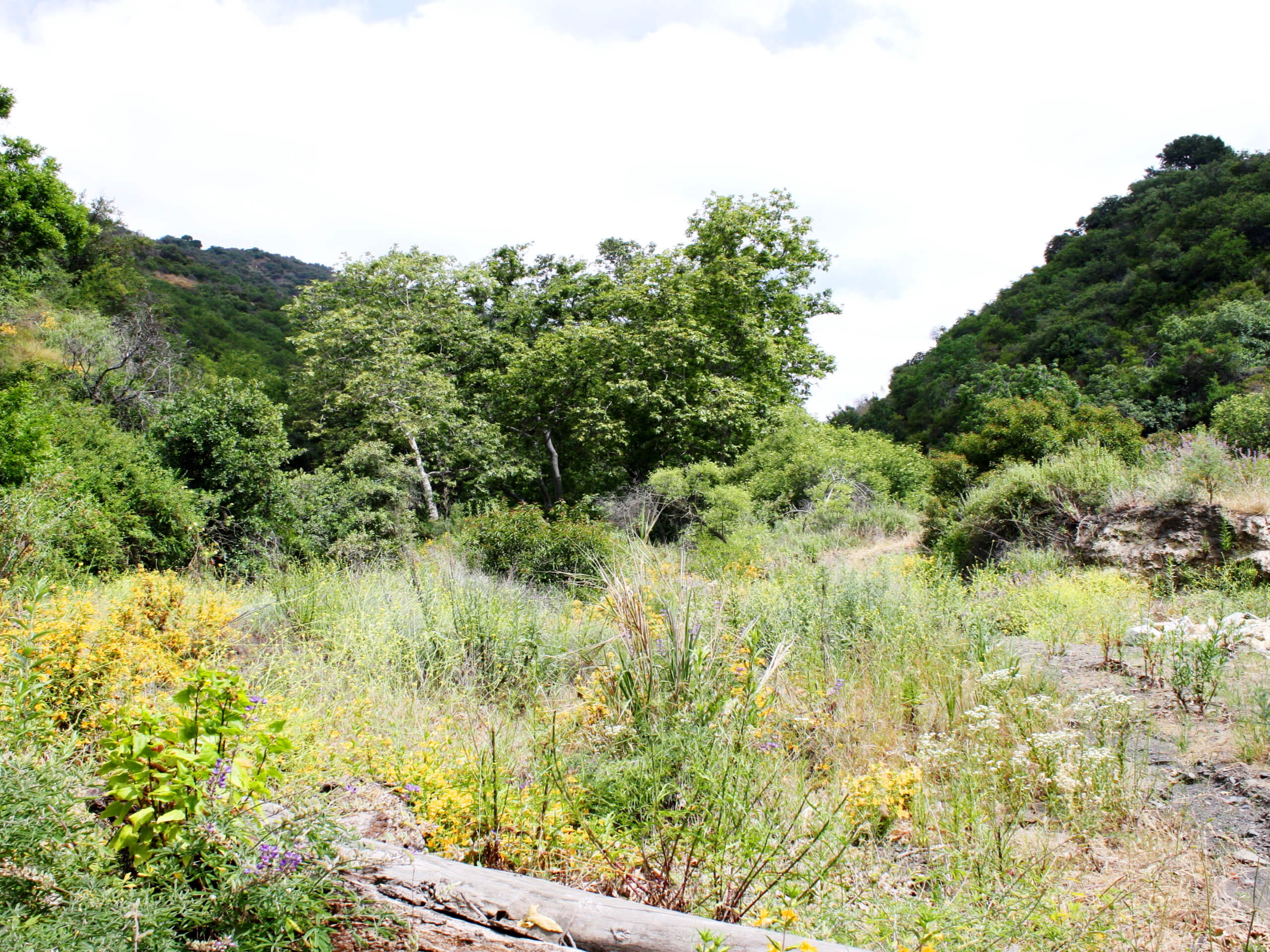 Sullivan Canyon Trail