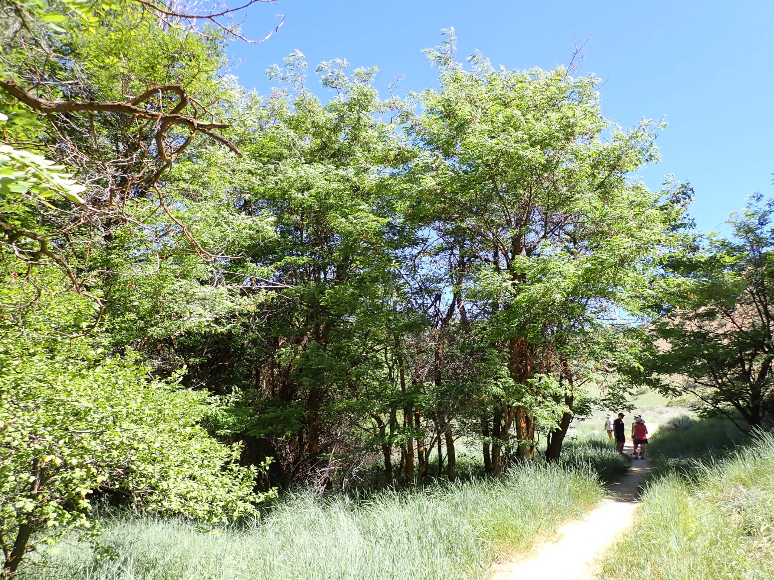 Five Mile Gulch Loop Hike