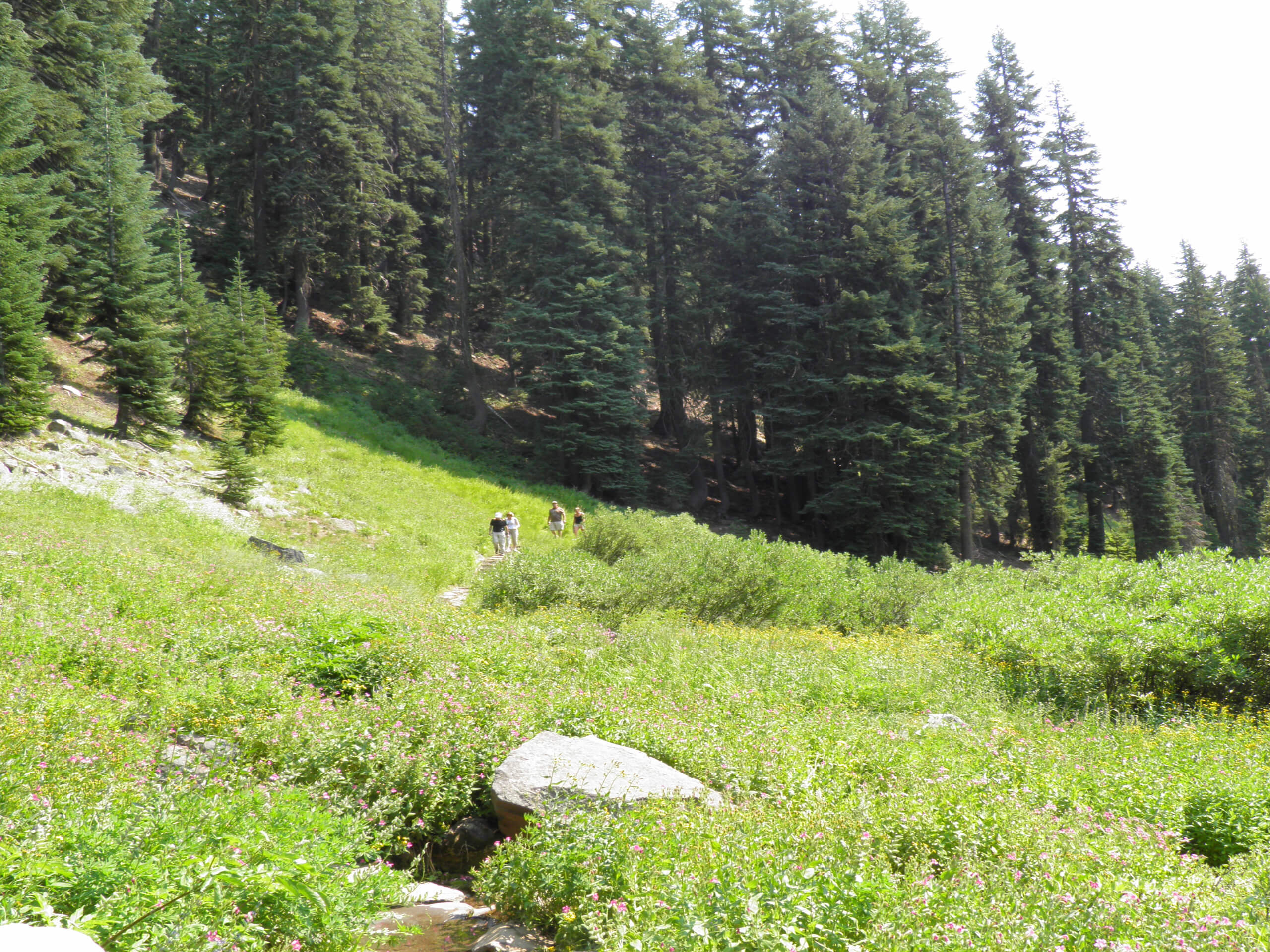 Castle Crest Wildflower Garden Trail