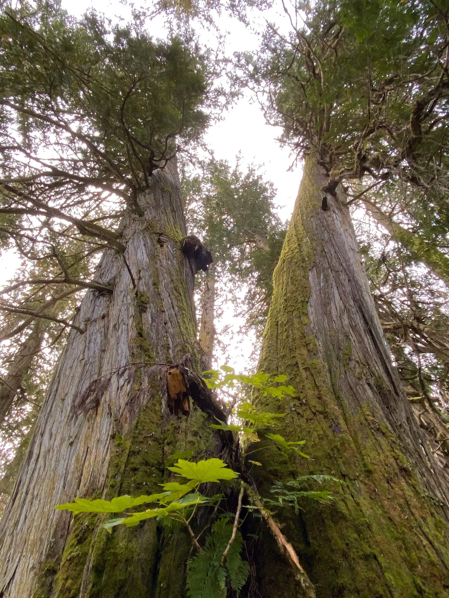 Ancient Forest Trail