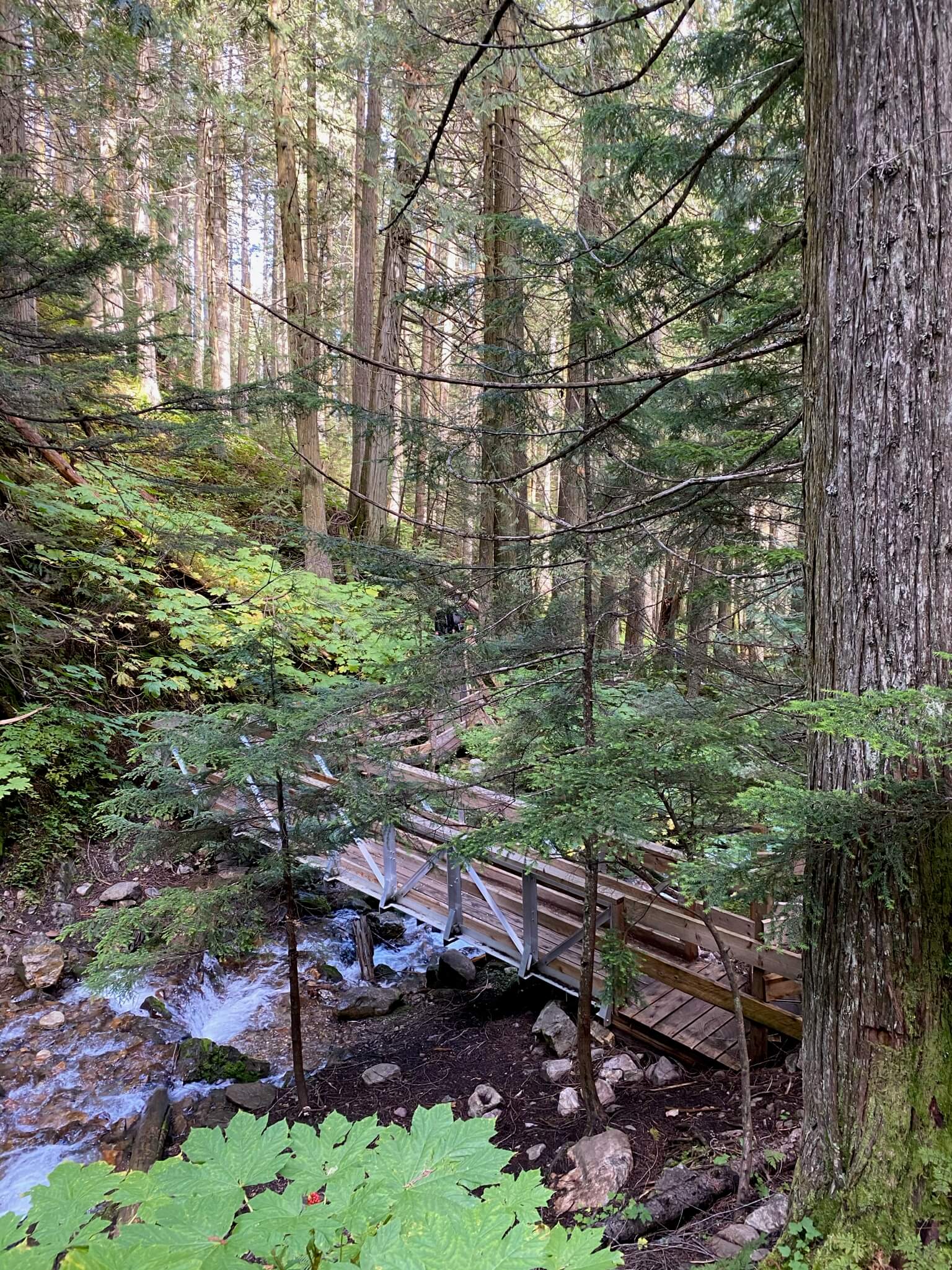 Ancient Forest Trail