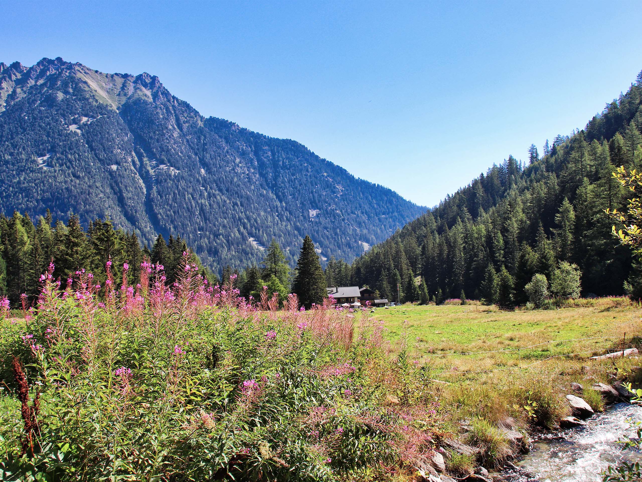 July. Wildflowers paint alpine meadows