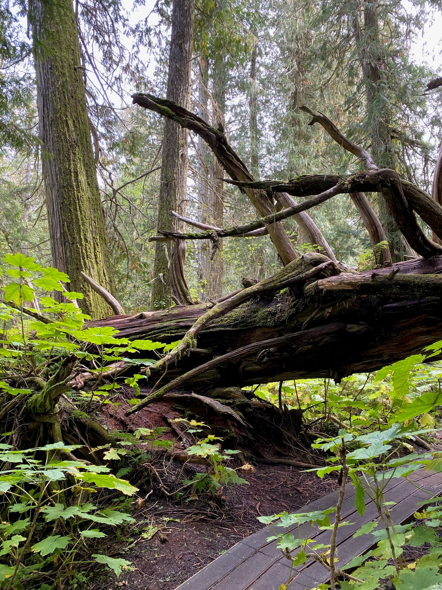 Ancient Forest Trail