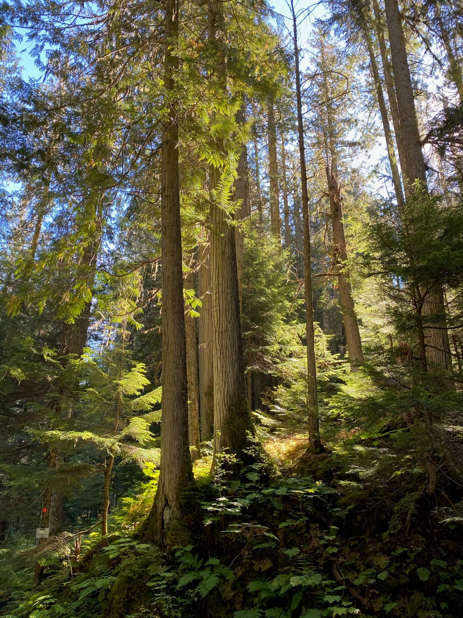 Ancient Forest Trail