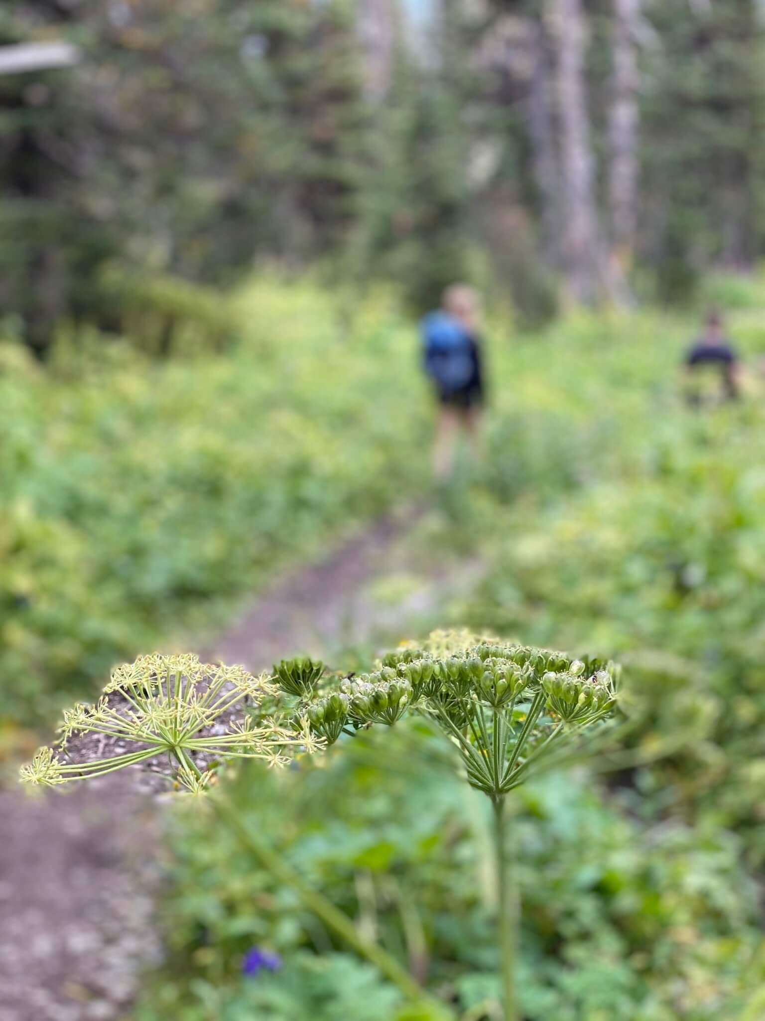 Raven Lake and Ridge Trail