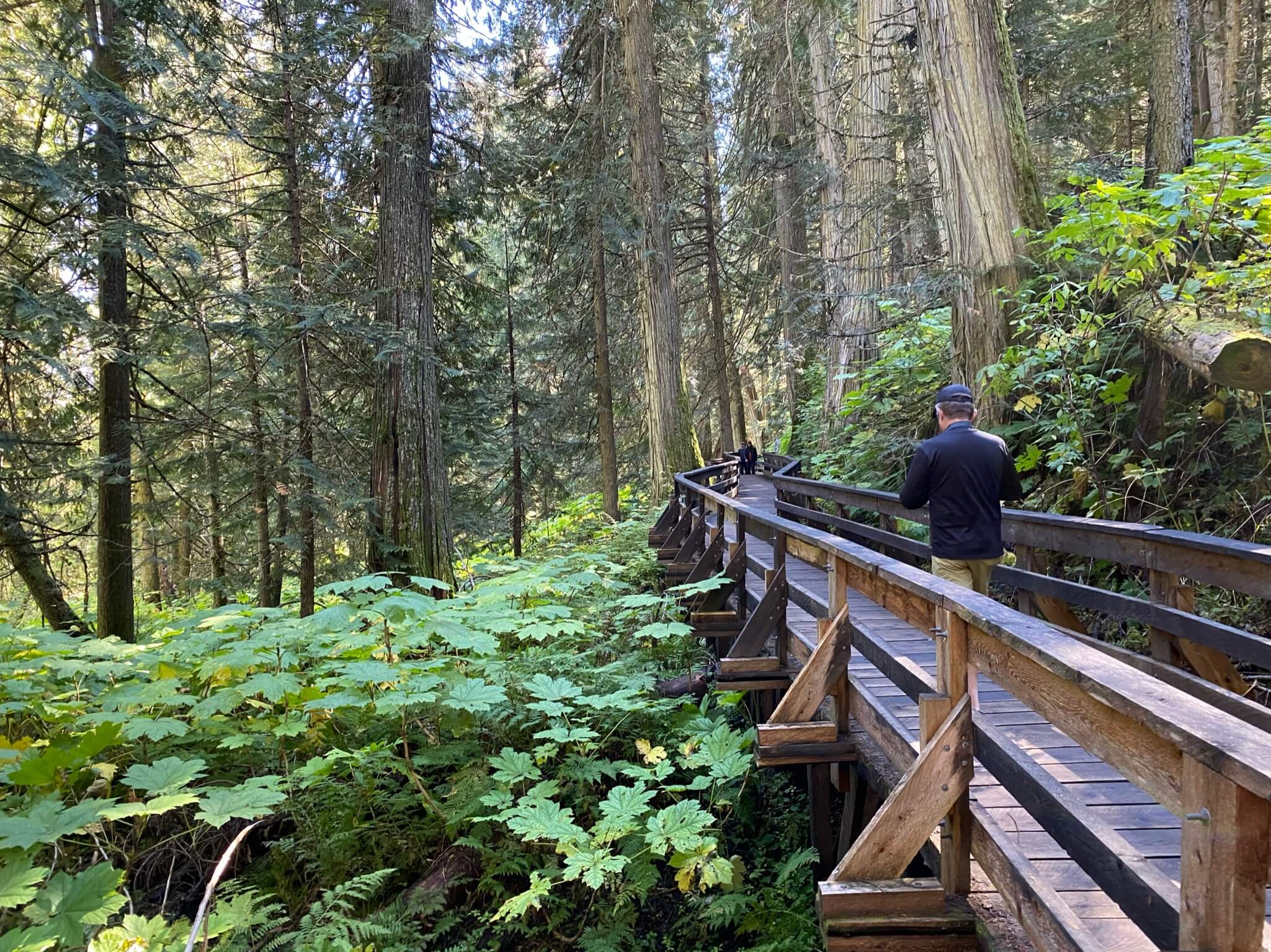 Ancient Forest Trail