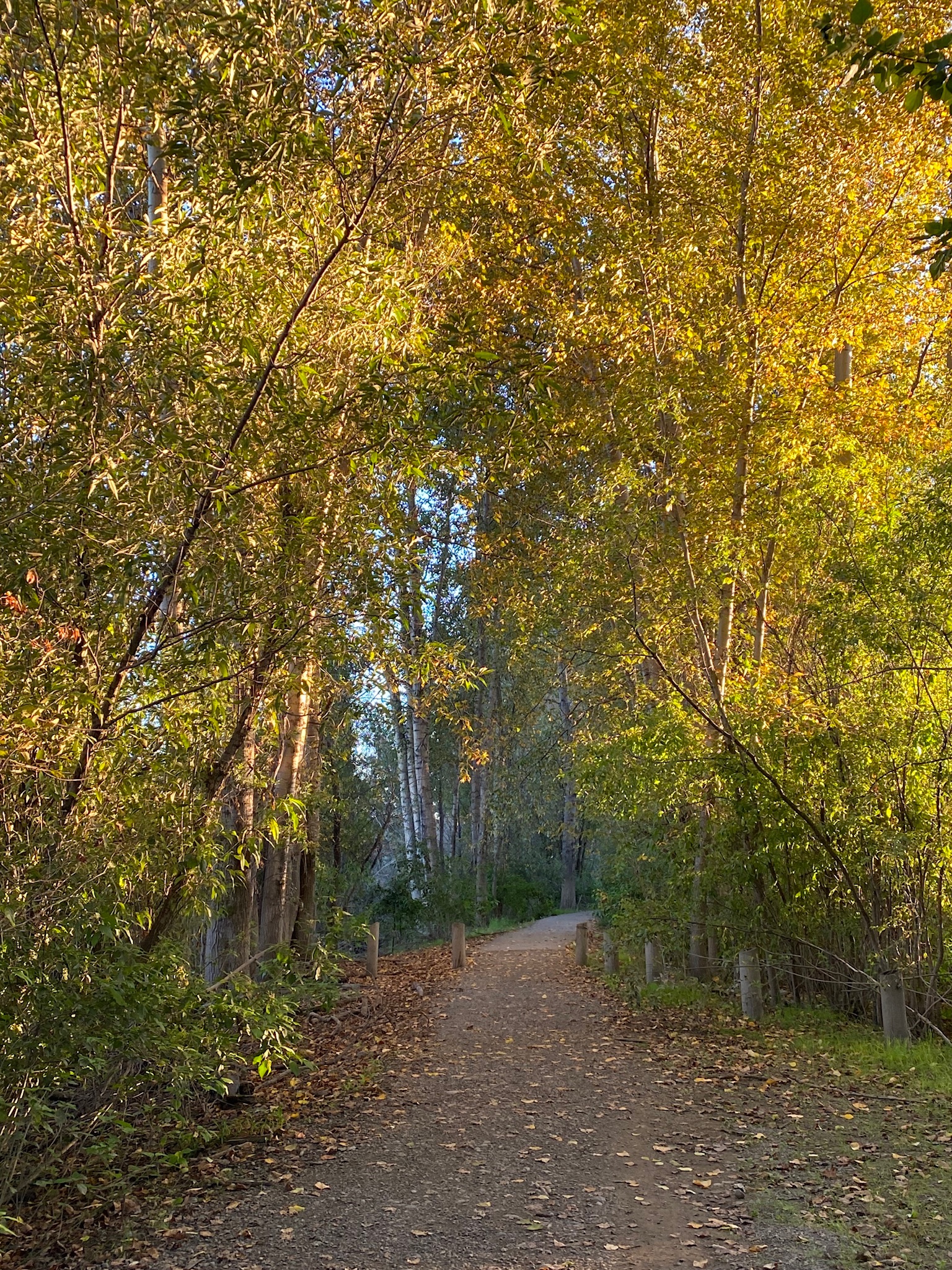 Cottonwood Island Loop Trail