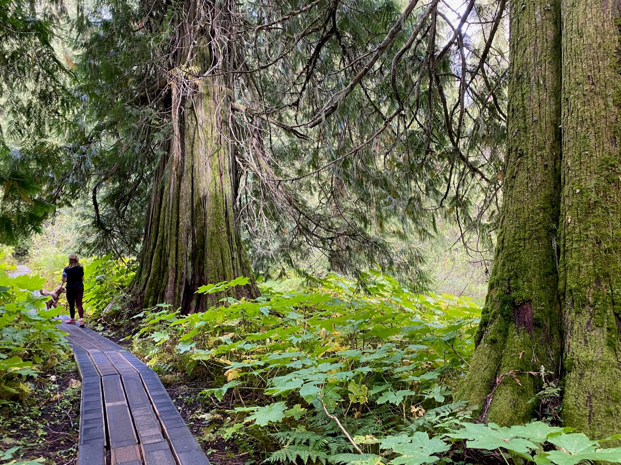 Ancient Forest Trail