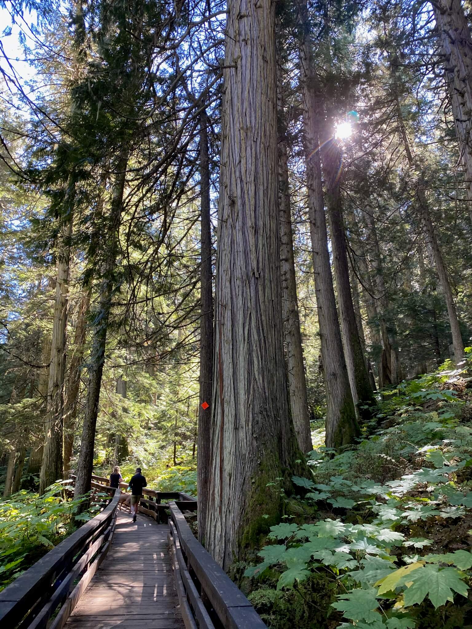 Ancient Forest Trail