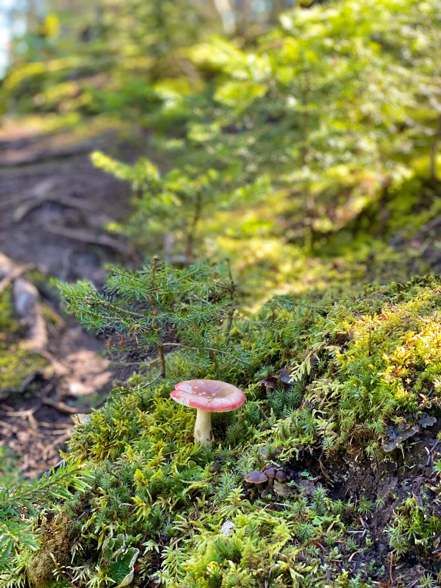 Teapot Mountain Trail