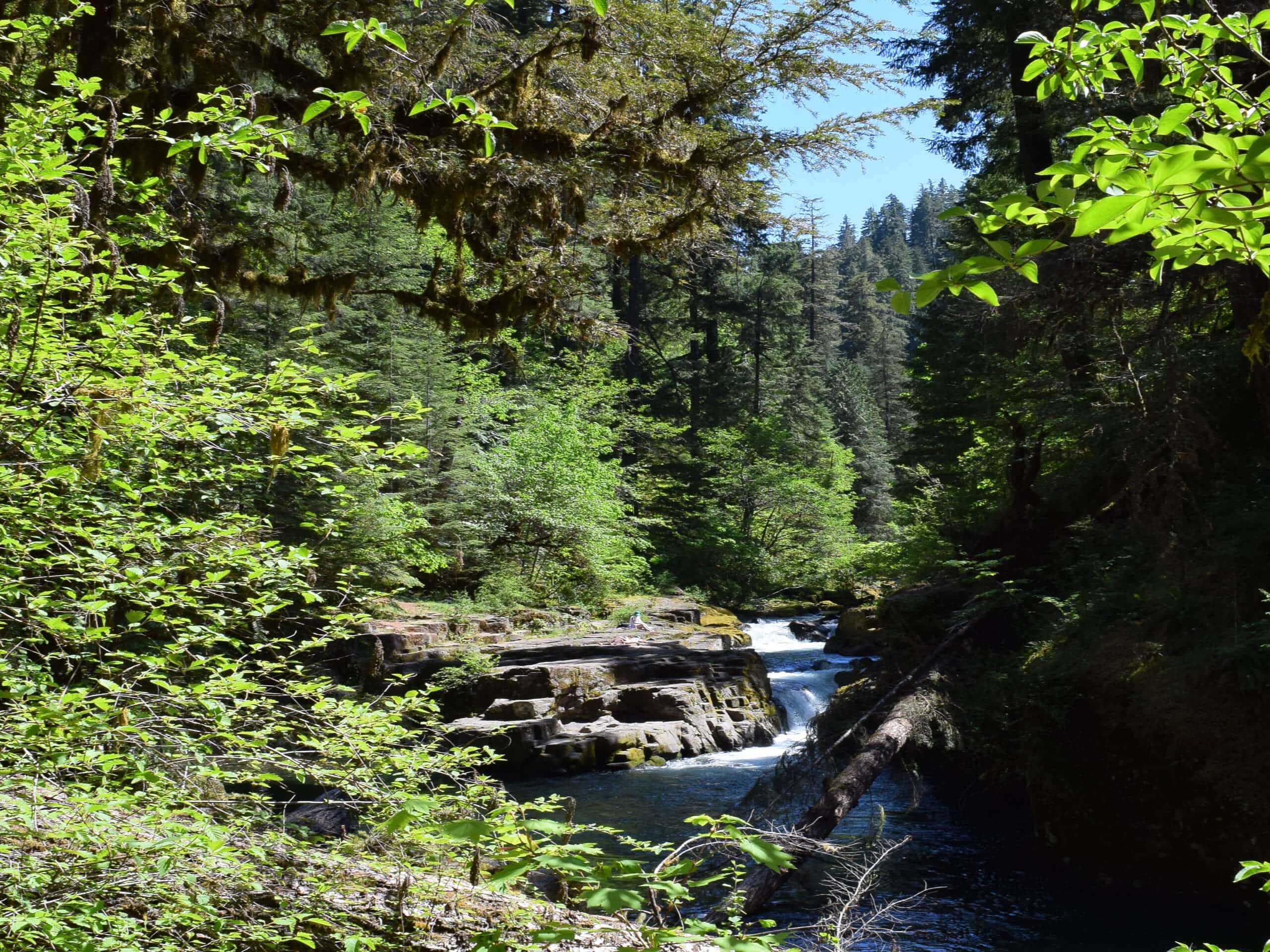 Brice Creek Falls Hike