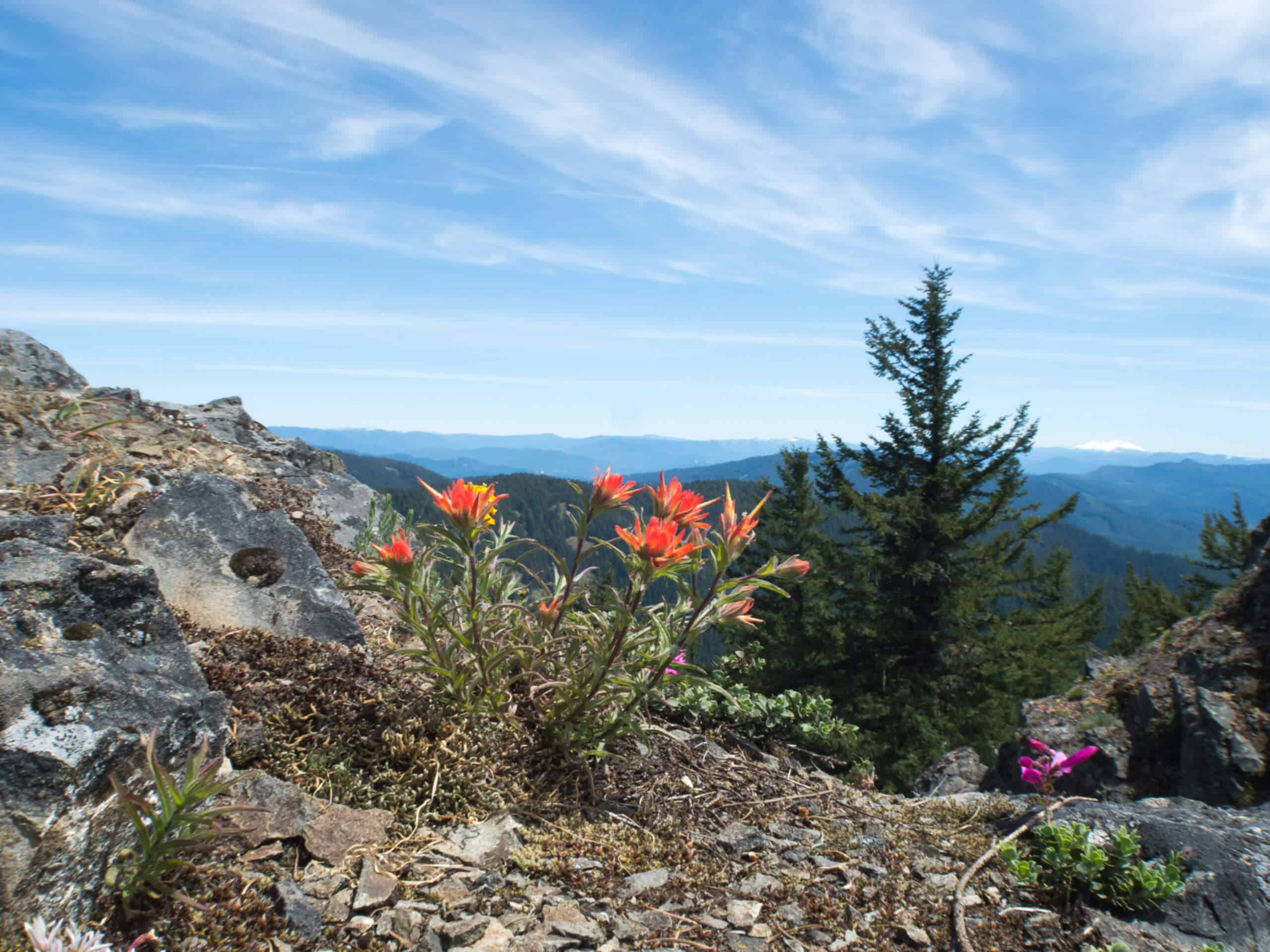 Mount June Trail