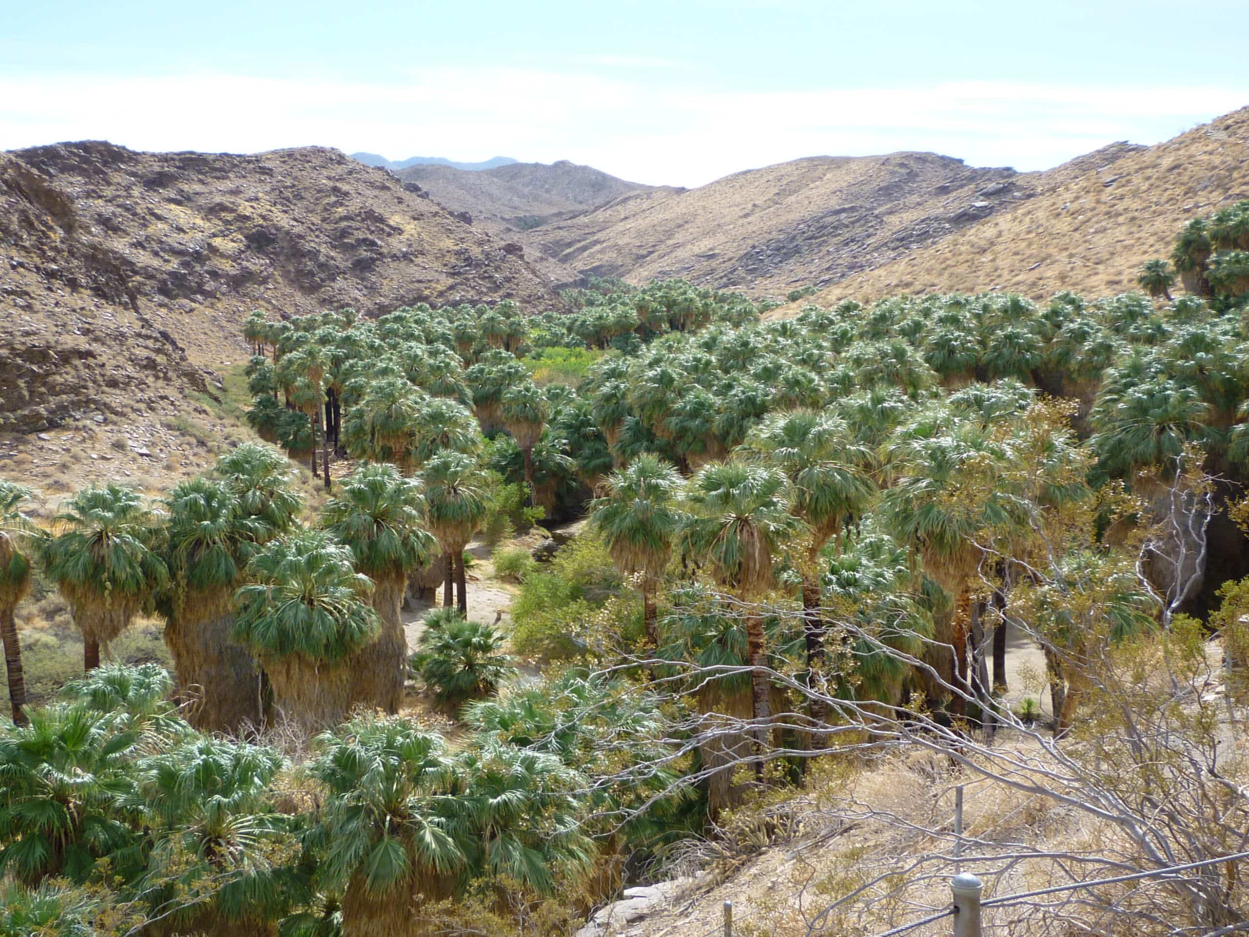 Palm Canyon Trail