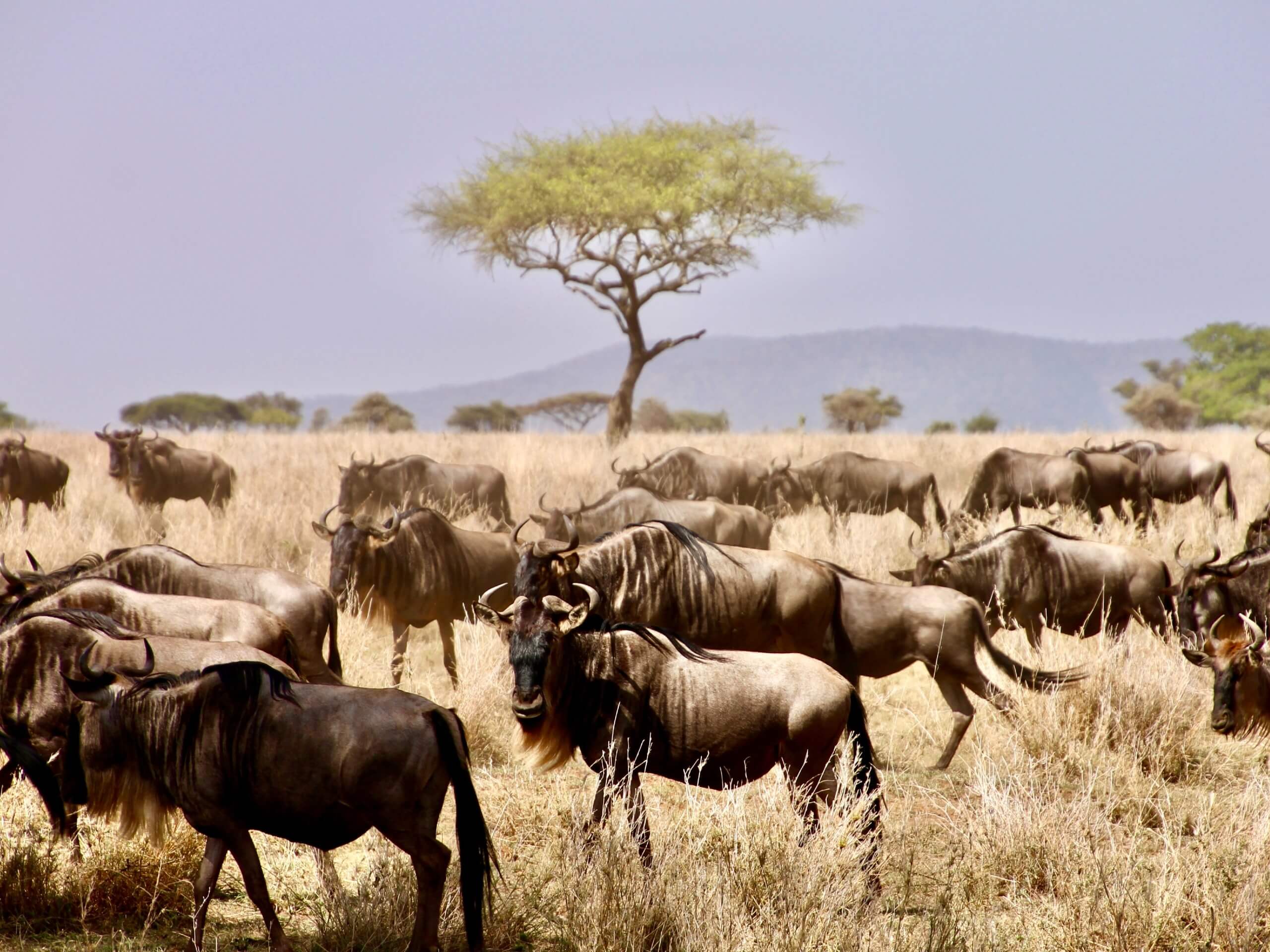 Serengeti