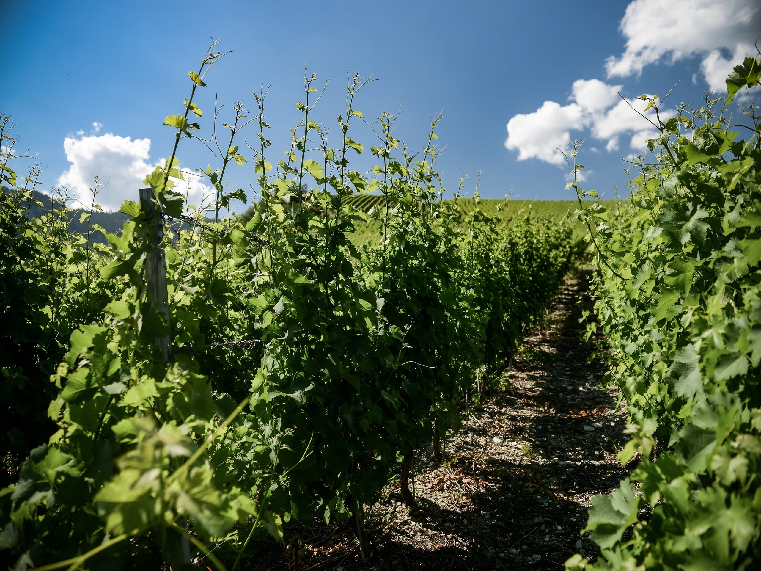 The Vineyard Path