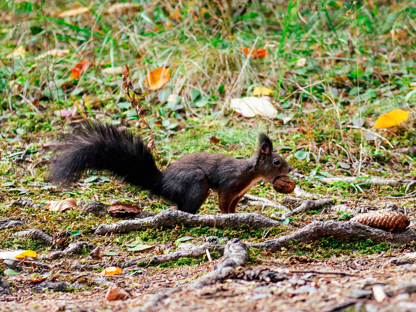 Squirrel Path Hike 2